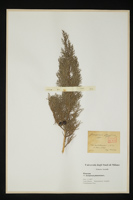 Juniperus phoenicea