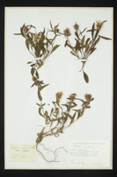 Centaurea phrygia