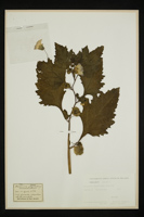 Nicandra physalodes