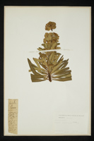 Euphorbia pinea