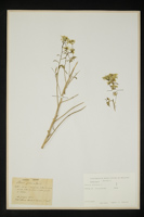 Iberis pinnata