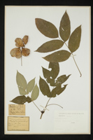 Staphylea pinnata