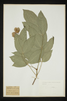 Staphylea pinnata