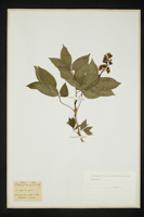 Staphylea pinnata