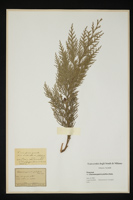 Chamaecyparis pisifera