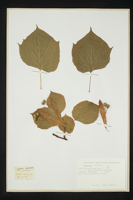 Tilia platyphyllos