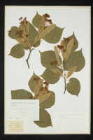 Tilia platyphyllos