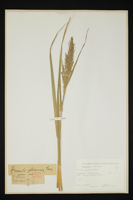 Arundo pliniana