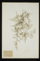 Asparagus plumosus