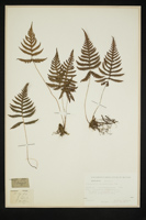 Phegopteris polypodioides