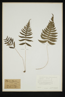 Phegopteris polypodioides