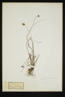 Hieracium porrifolium