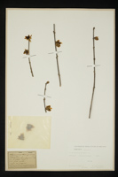 Chimonanthus praecox