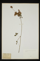 Trifolium patens