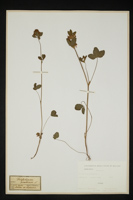 Trifolium patens