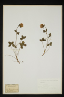 Trifolium patens