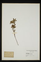 Trifolium patens