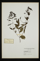 Melampyrum pratense