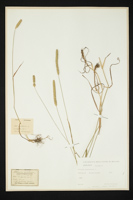 Phleum pratensis