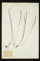 Festuca pratensis