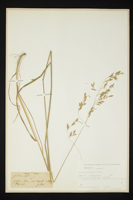 Festuca pratensis