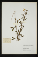 Lathyrus pratensis