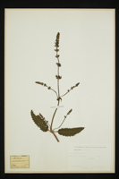 Salvia pratensis