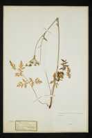 Laserpitium prutenicum