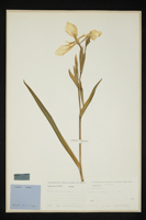 Iris pseudacorus