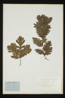 Quercus pubescens