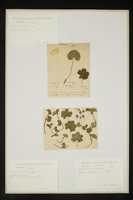 Alchemilla vulgaris