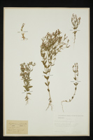 Centaurium pulchellum