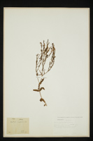 Centaurium pulchellum