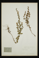 Mentha pulegium