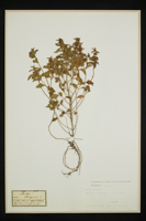 Mentha pulegium