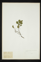 Rhamnus pumilus