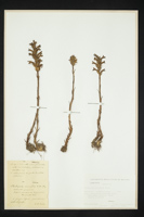 Orobanche purpurea