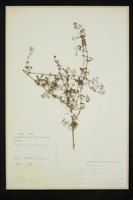 Asperula purpurea