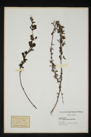 Cytisus purpureus
