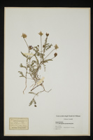 Astragalus purpureus