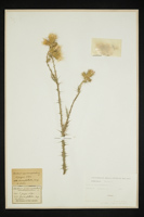 Carduus pycnocephalus