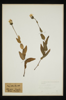 Crepis pyrenaica