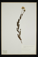 Crepis pyrenaica