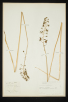 Ornithogalum pyrenaicum