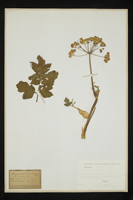 Heracleum pyrenaicum
