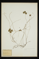 Marsilea quadrifolia