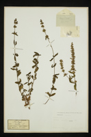 Stachys recta