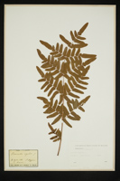 Osmunda regalis