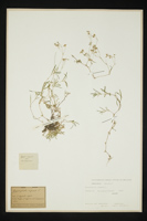 Gypsophila repens