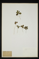 Trifolium repens